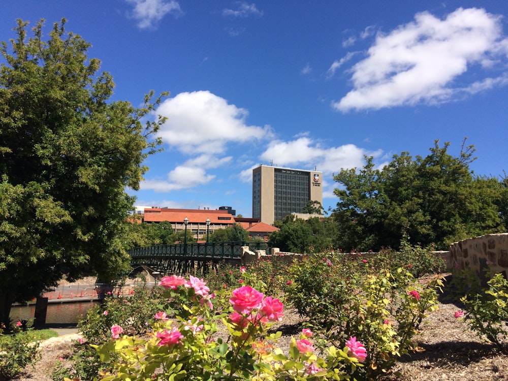 green trees and pink flowers near brown building during daytime