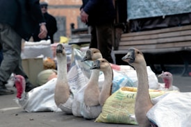 Several geese are partially wrapped in fabric sacks on the ground in an outdoor market setting. People are visible in the background, with a wooden bench and various market goods, including bags and boxes.