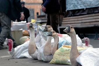 Several geese are partially wrapped in fabric sacks on the ground in an outdoor market setting. People are visible in the background, with a wooden bench and various market goods, including bags and boxes.