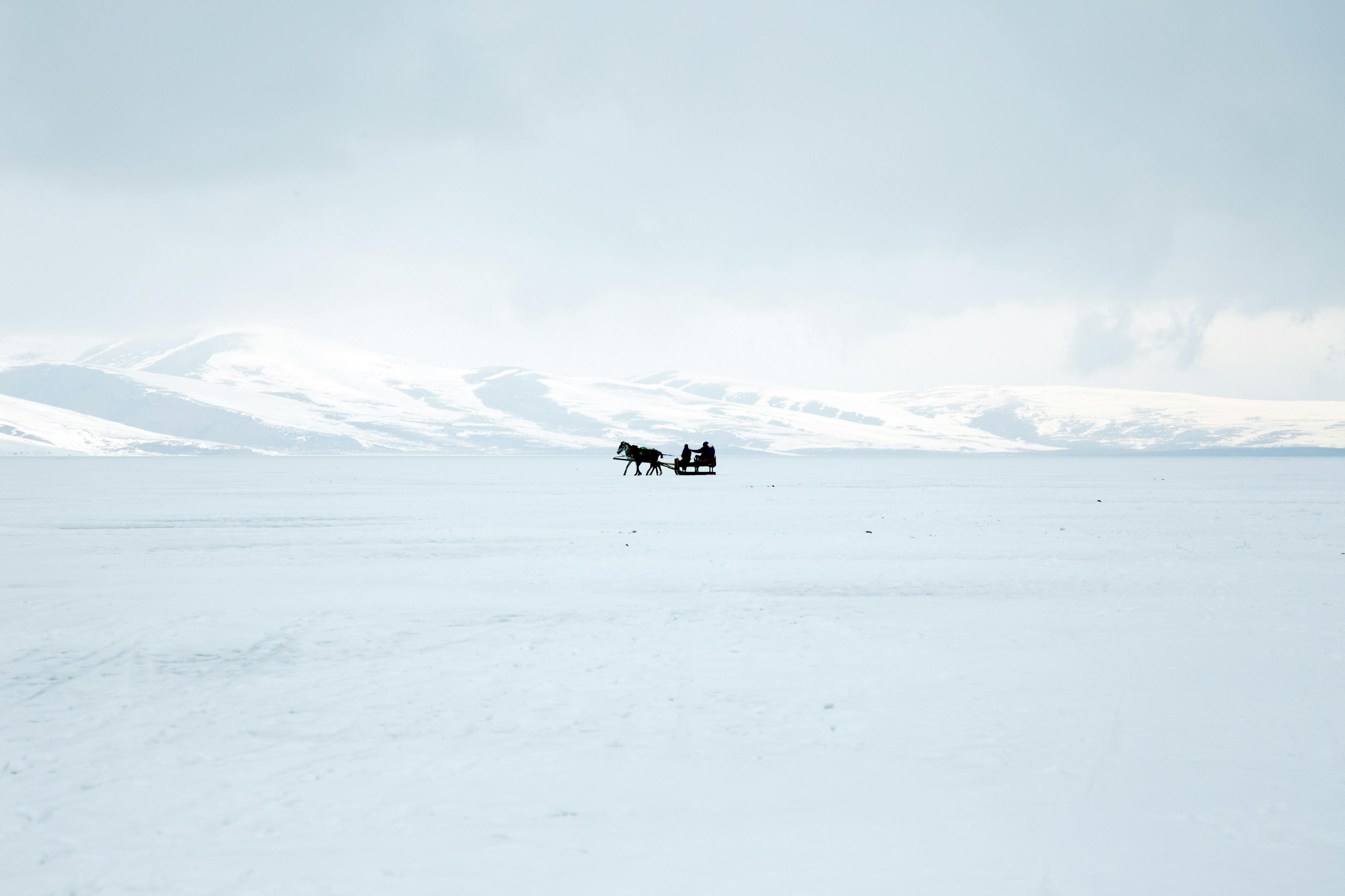 black and white cow on snow covered ground during daytime wintry teams background