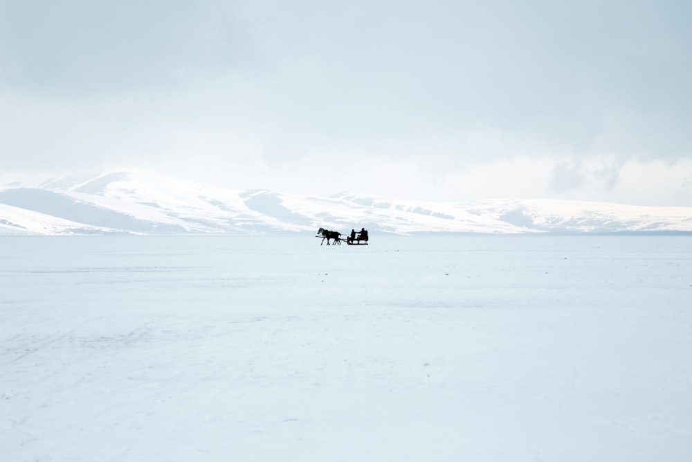 black and white cow on snow covered ground during daytime