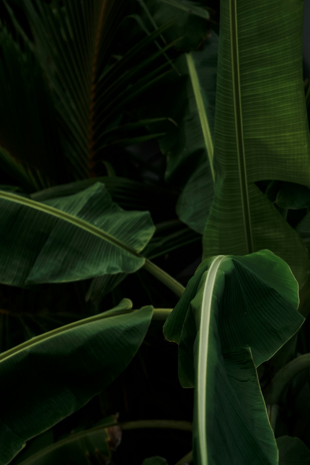クローズアップ写真の緑のバナナの葉