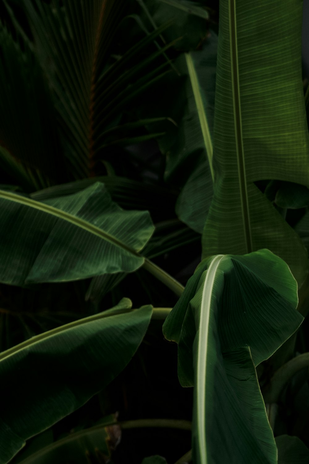 green banana leaf in close up photography