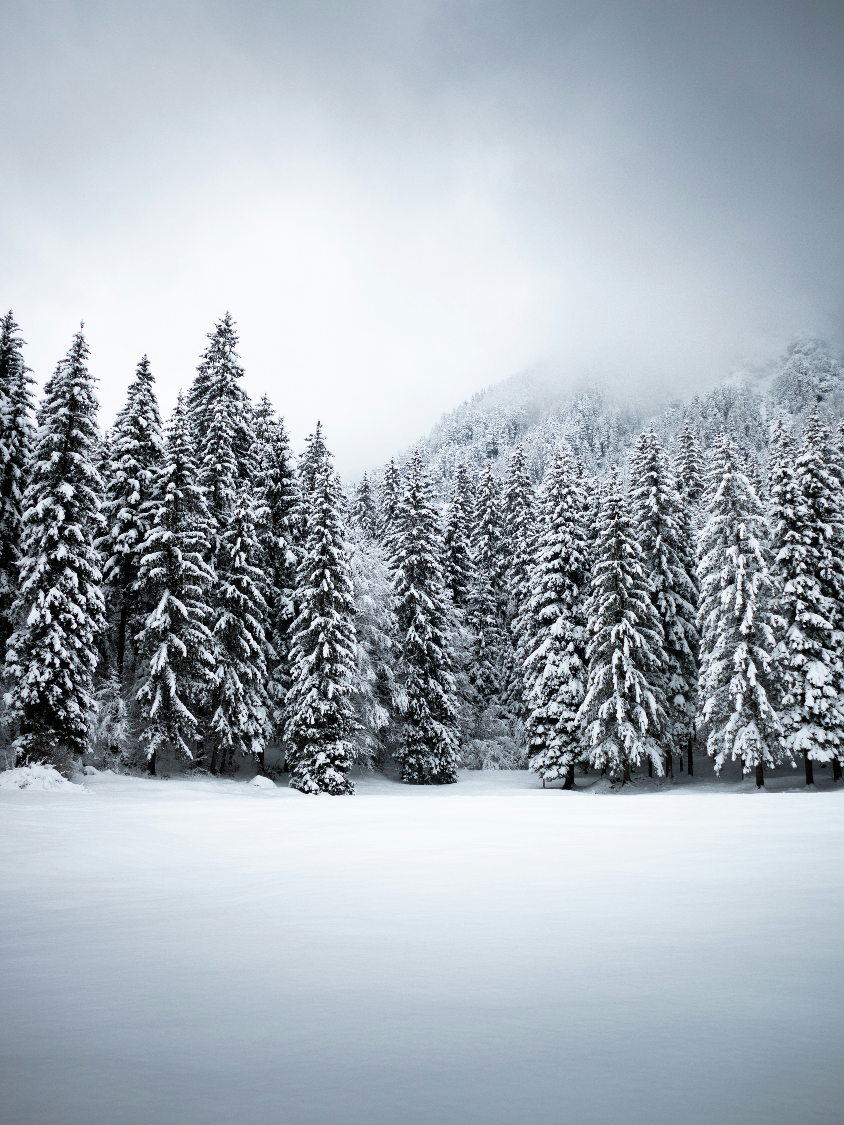 pine trees covered with snow