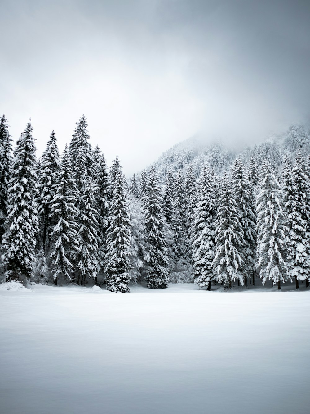 pine trees covered with snow