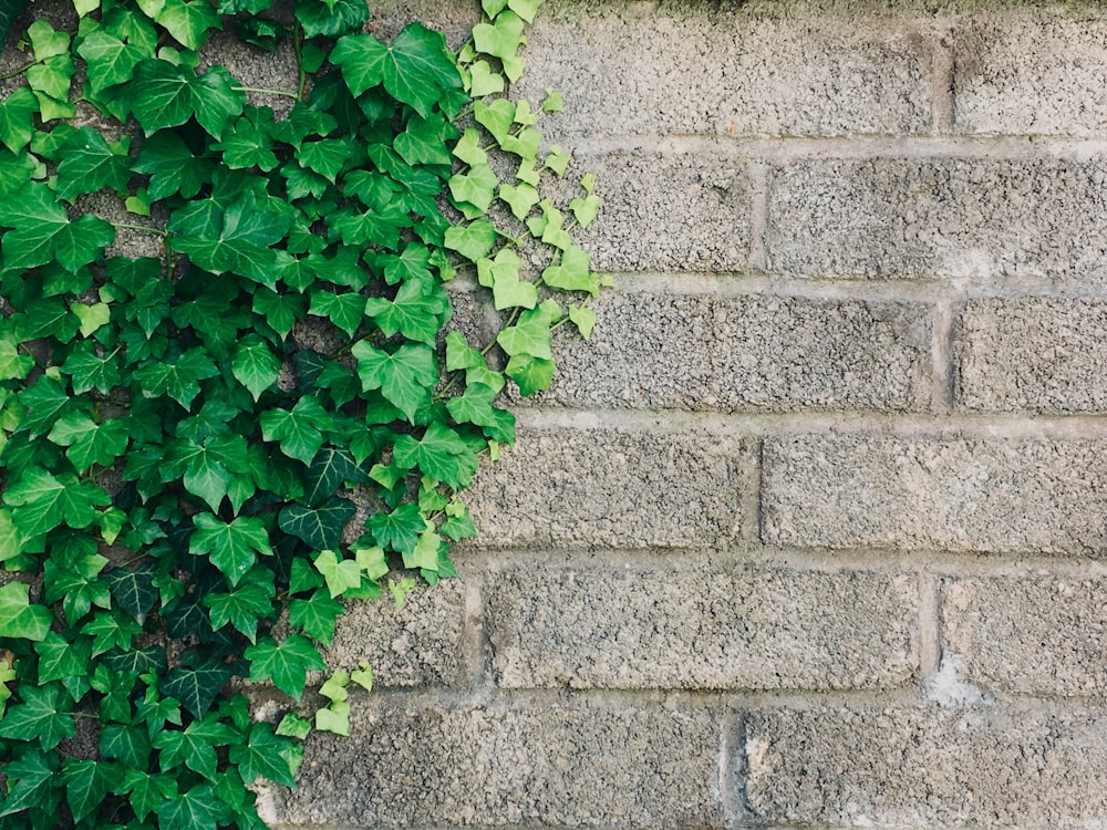 green vine plant on brown brick wall