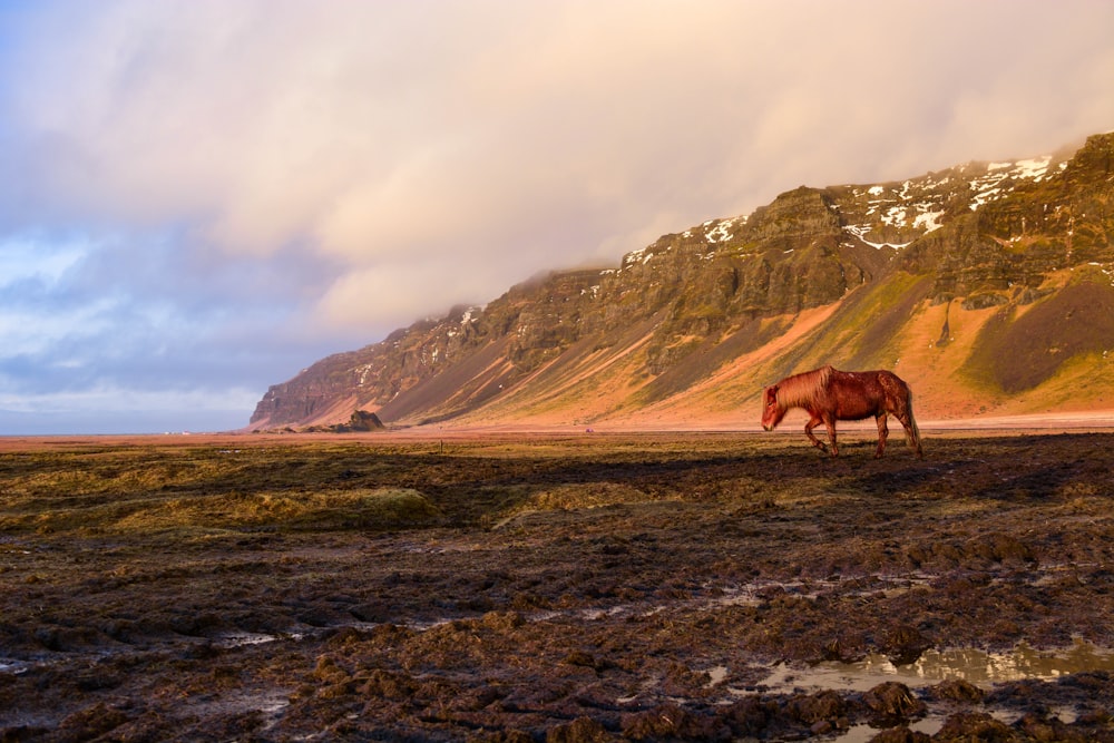 cheval brun sur un champ d’herbe verte près de la montagne pendant la journée