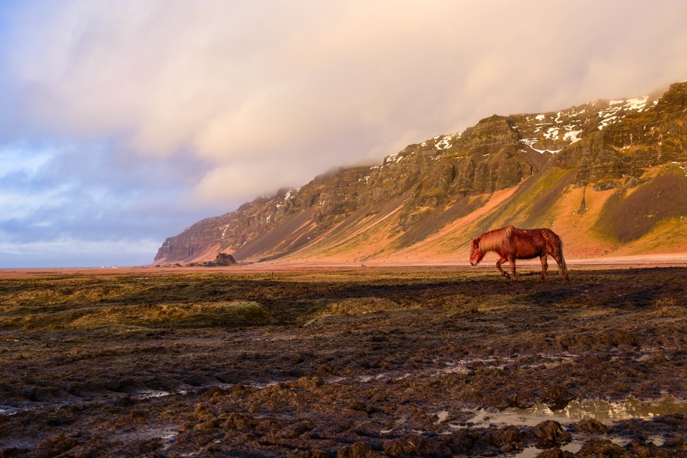 昼間、山の近くの緑の芝生に茶色の馬