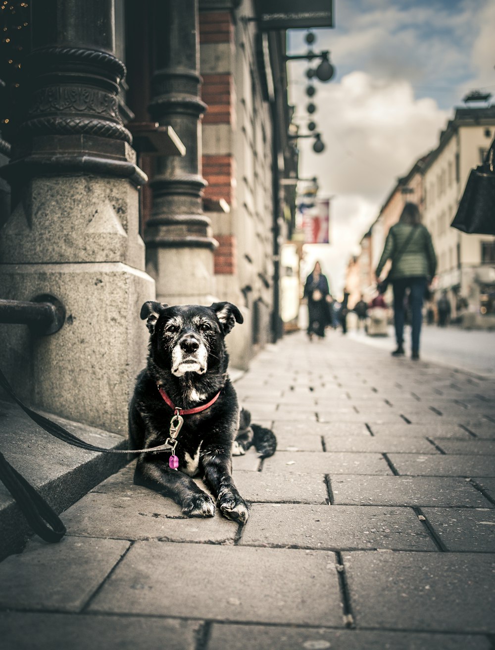 black short coated dog sitting on gray concrete brick floor during daytime