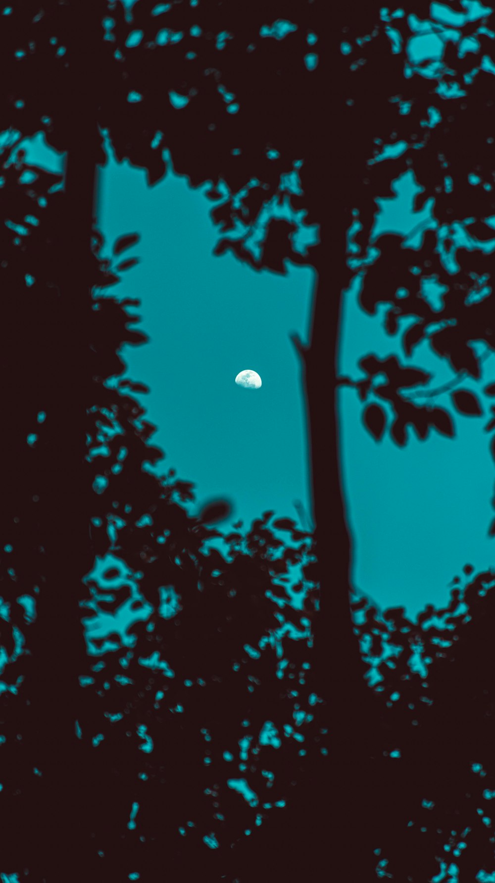 green leaves with moon in the sky