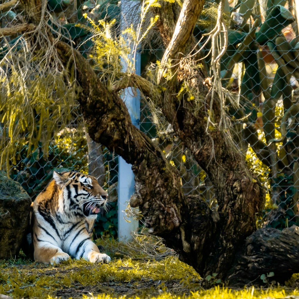 white tiger lying on ground beside brown tree