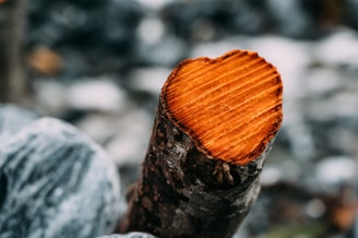 Close-up of a cleanly cut tree stump ready for removal.