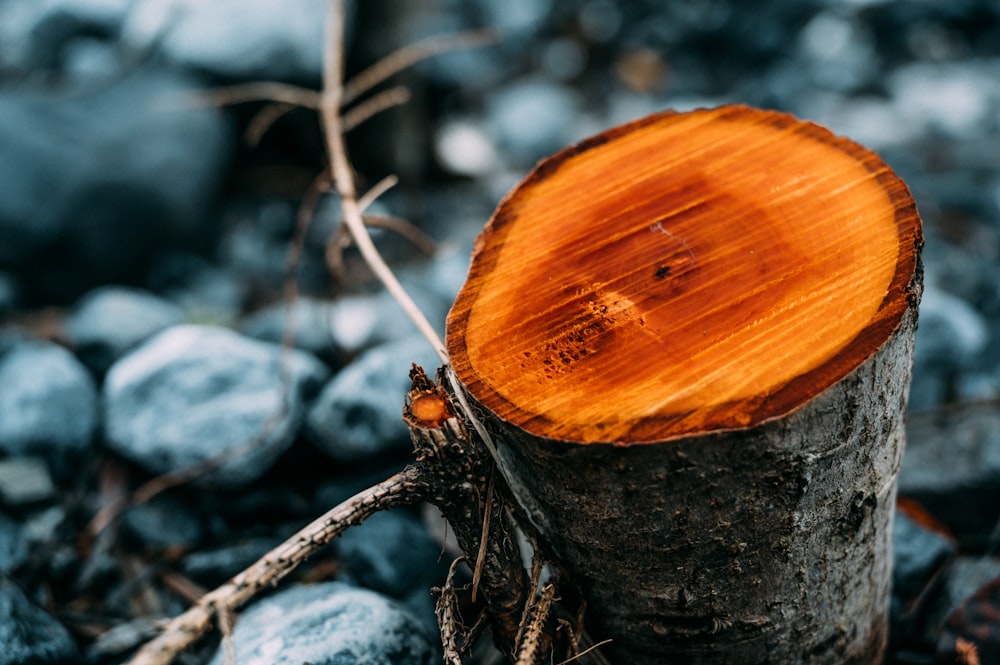 brown wooden round ornament on gray tree trunk