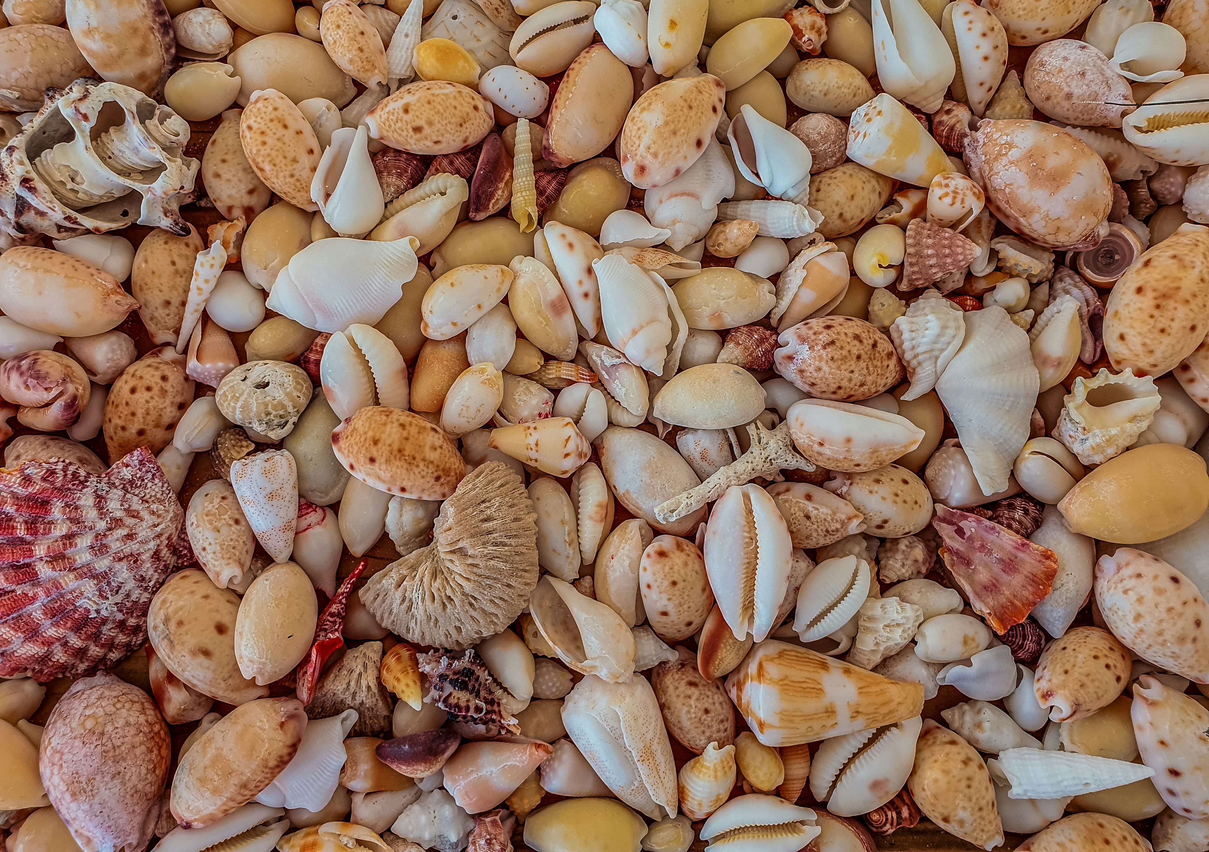 brown and white seashells on brown wooden surface