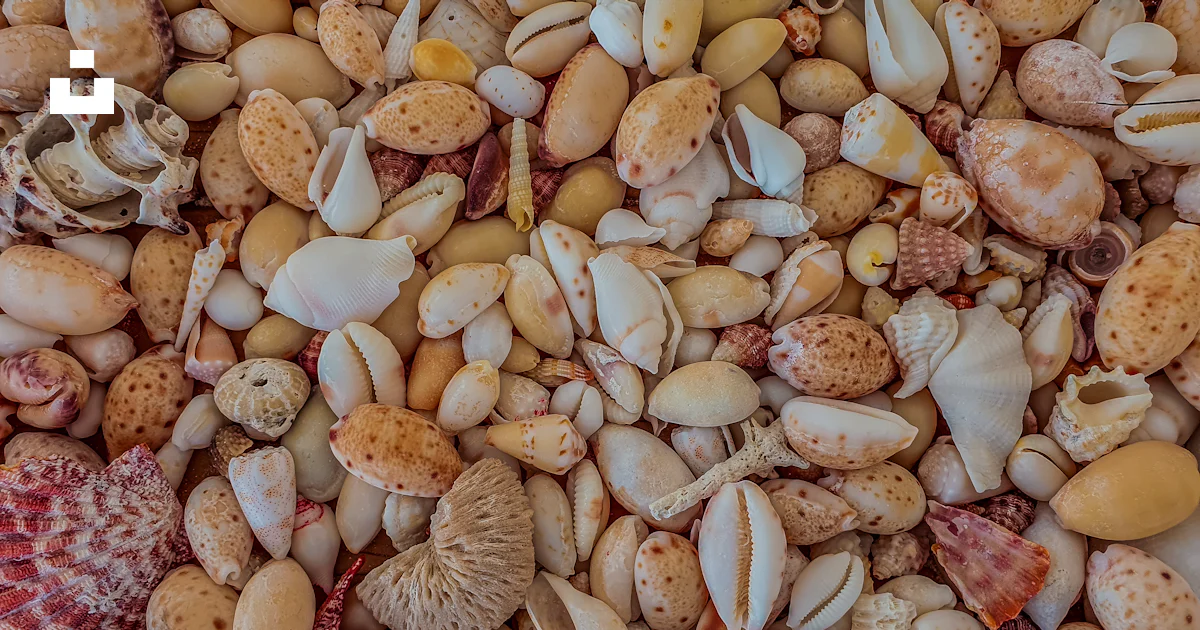 Shell Brown Colour Brown and white seashells on brown wooden surface photo – Free Maldives ...