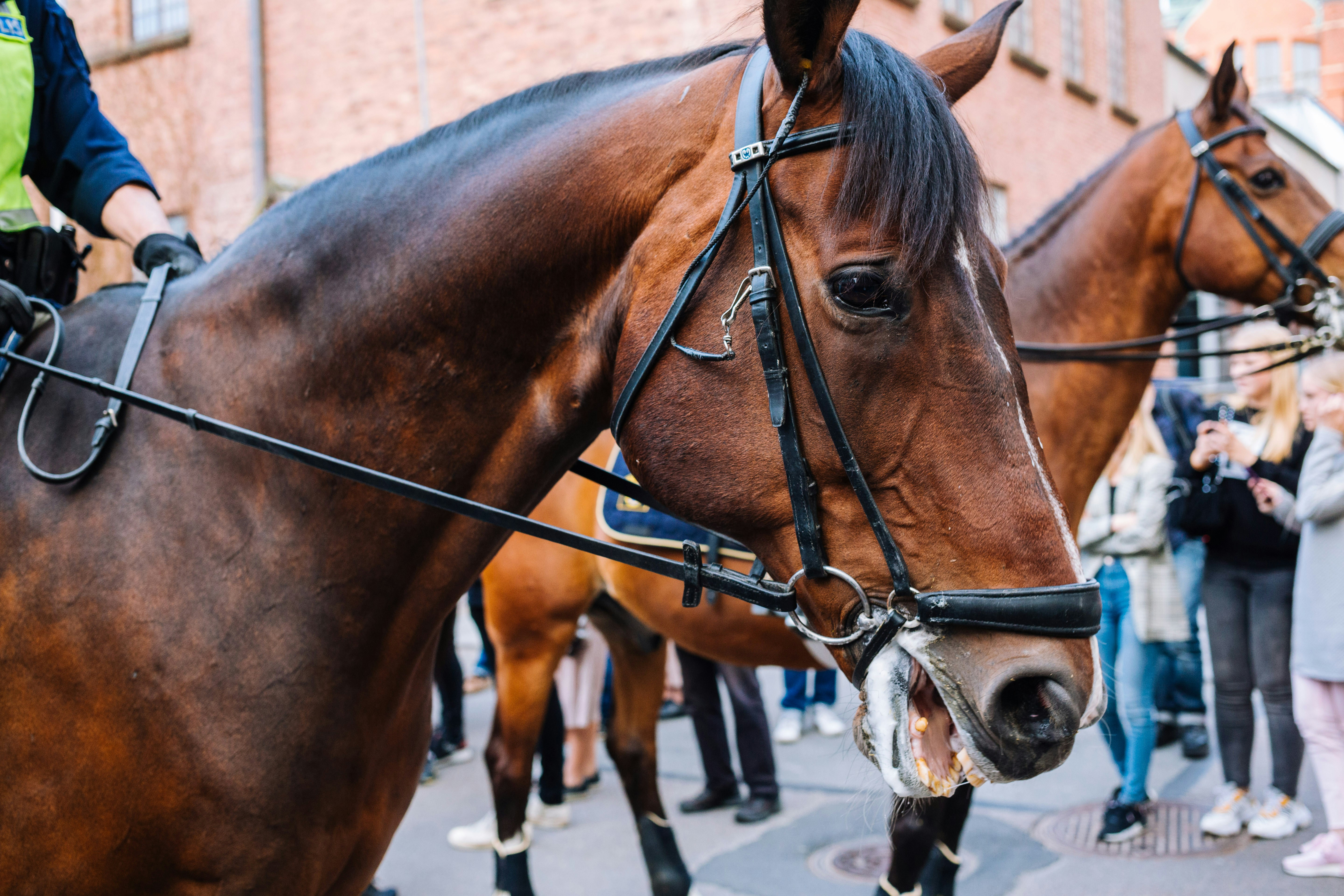 Photo by bilderboken