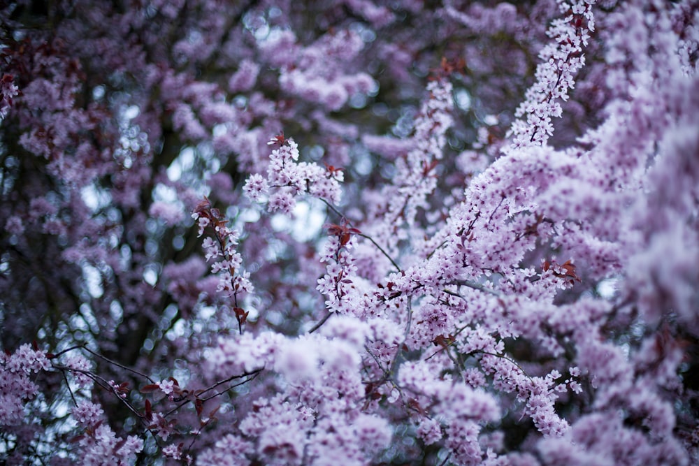 pink and white cherry blossom tree