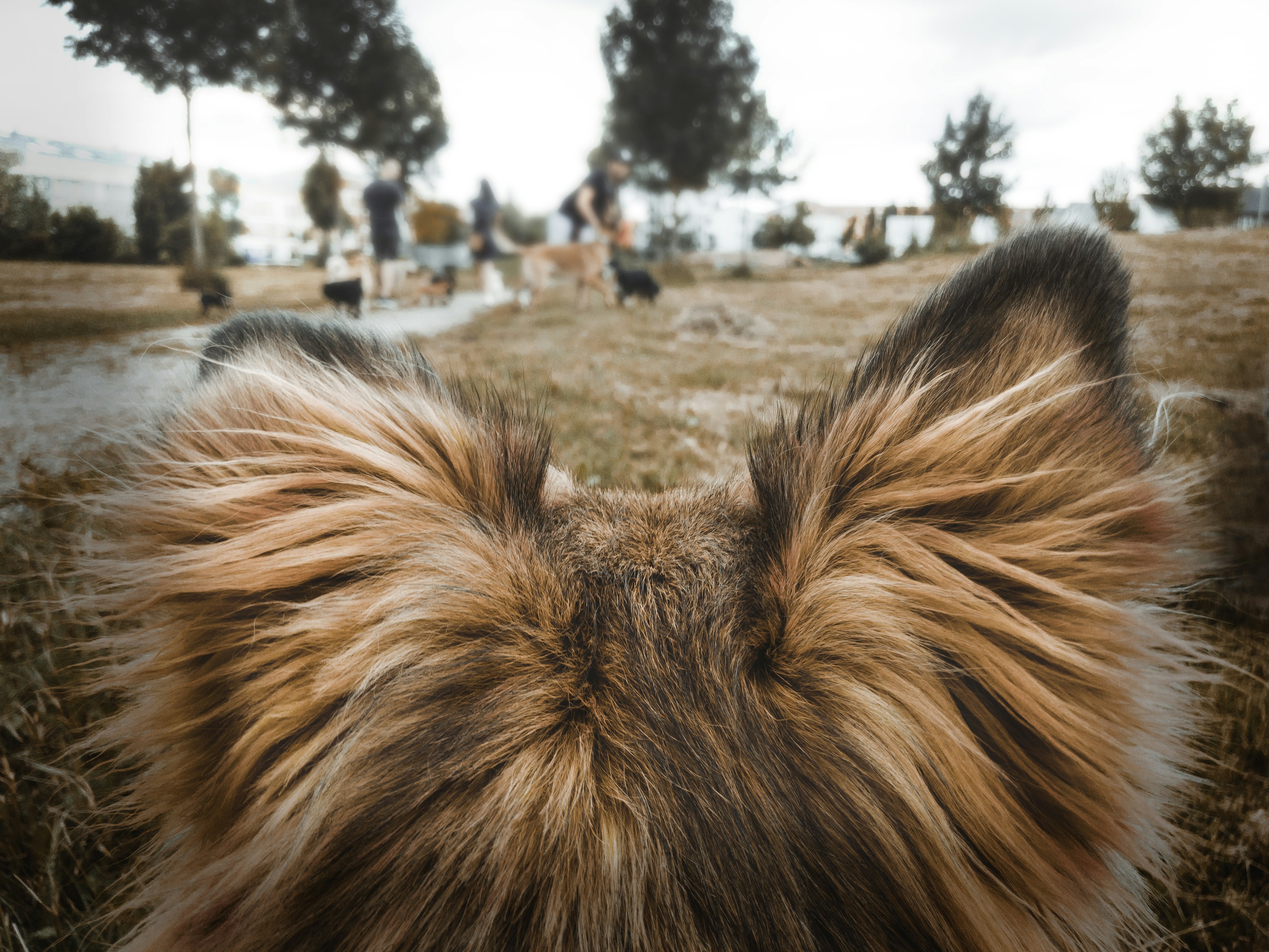 brown and black long coated dog
