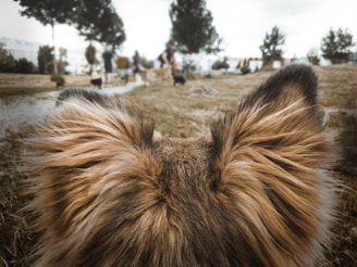 brown and black long coated dog