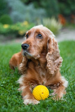 Golden English Cocker Spaniel resting outdoors on grass