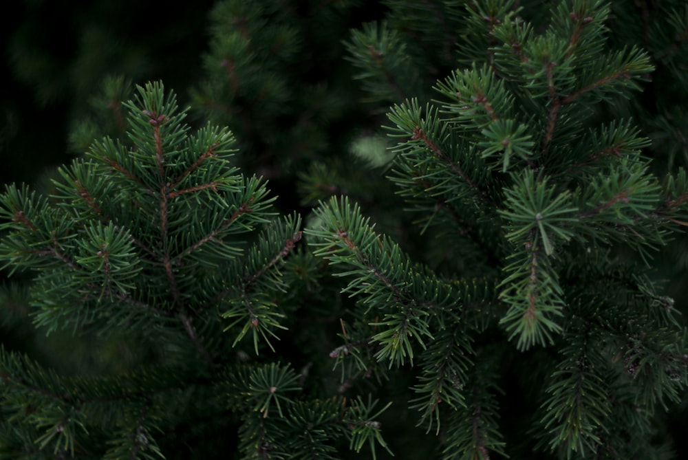 green pine tree leaves in close up photography