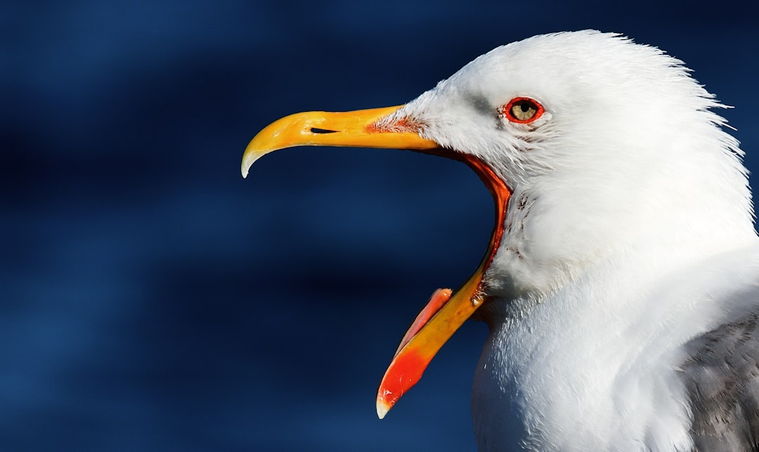 white bird with orange beak