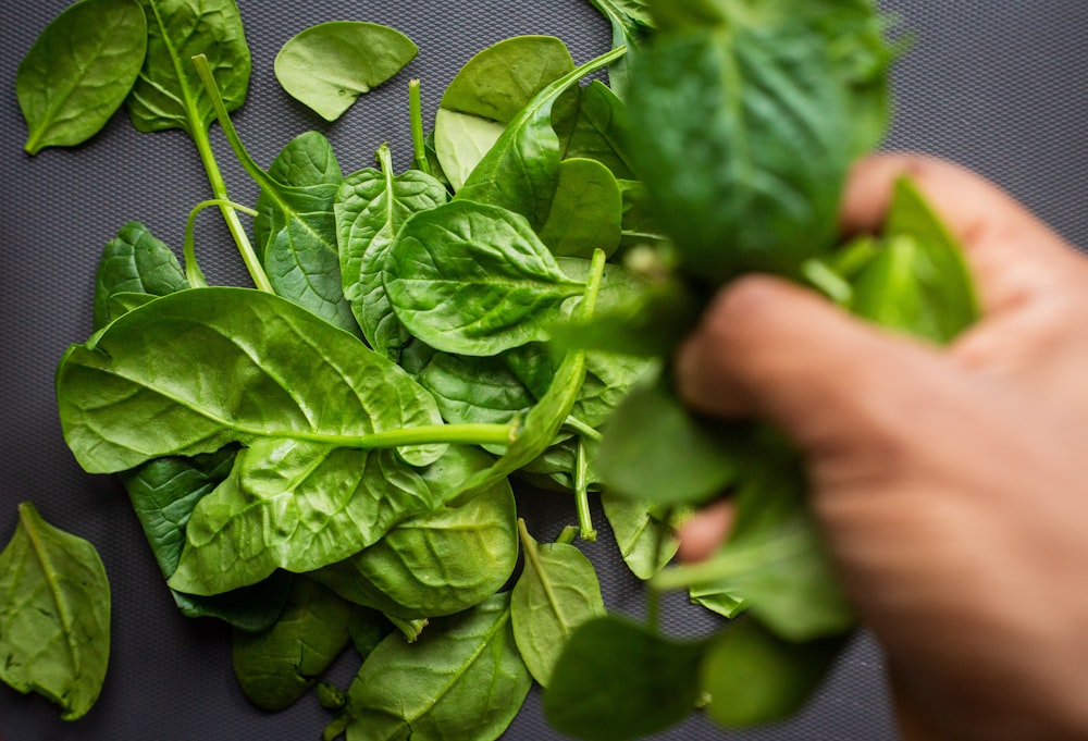 person holding green leaf plant