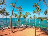 palm trees on beach shore during daytime