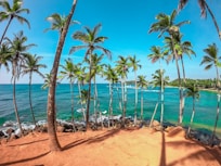 palm trees on beach shore during daytime