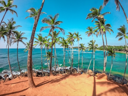 palm trees on beach shore during daytime