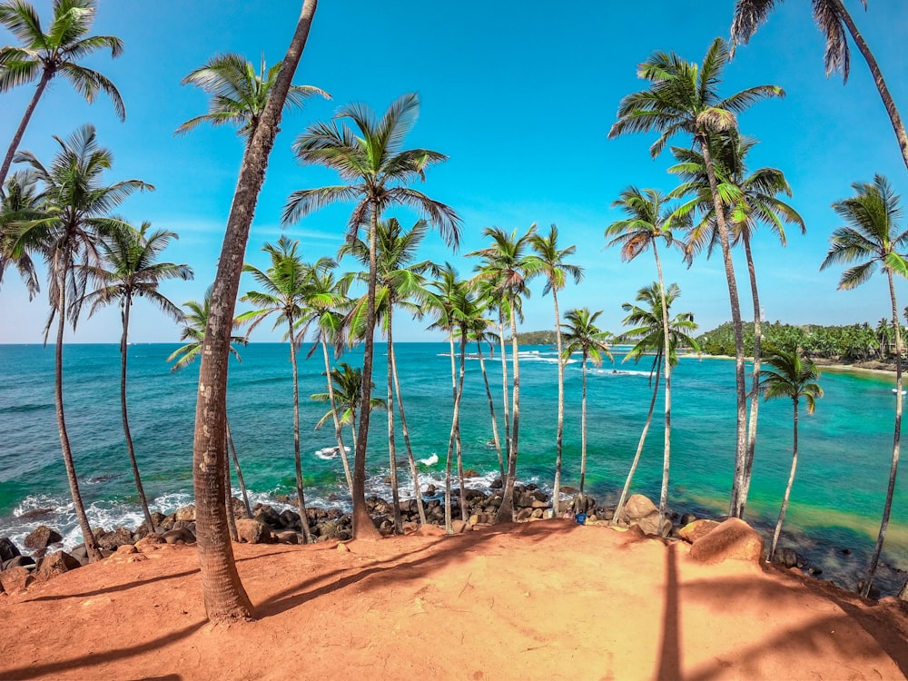 Palmeras en la orilla de la playa durante el día