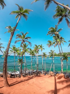palm trees on beach shore during daytime