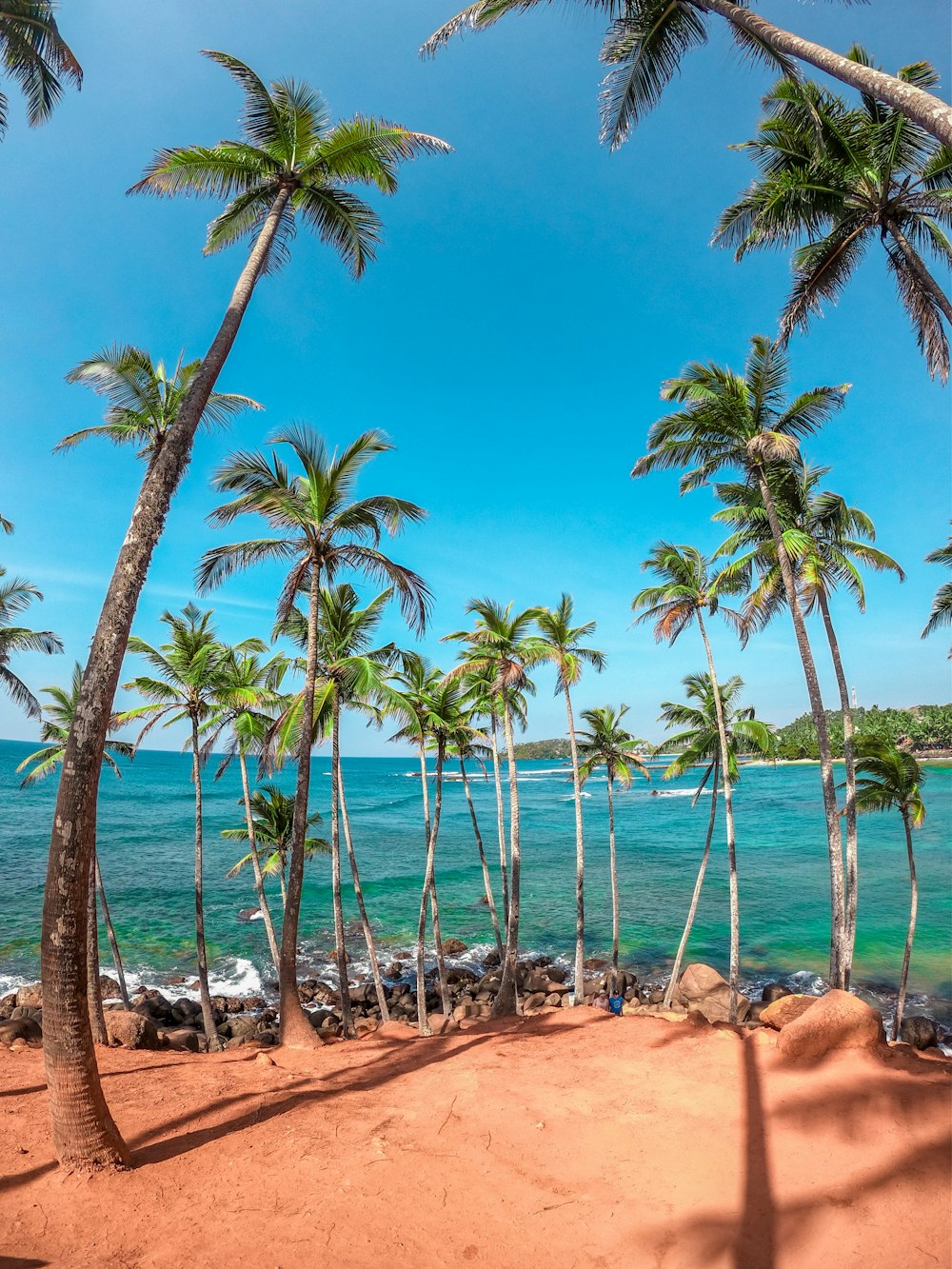 palm trees on beach shore during daytime