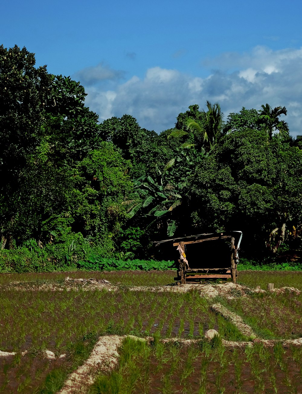 brown wooden bench on green grass field near green trees during daytime