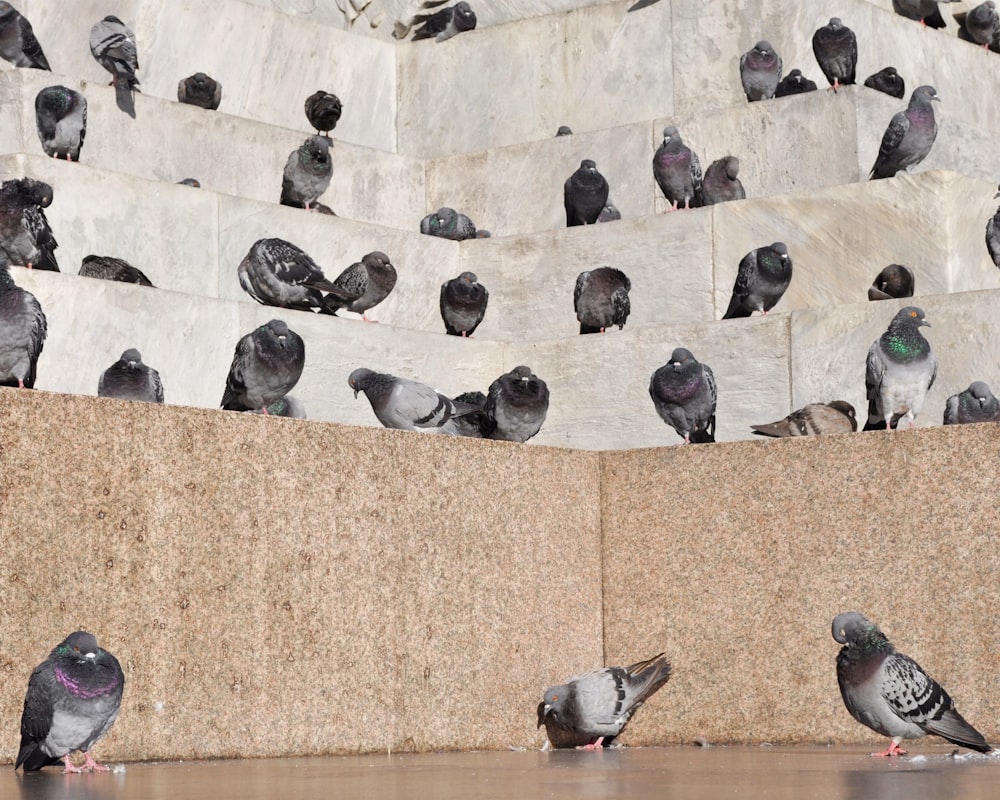 black and gray pigeon on white concrete wall