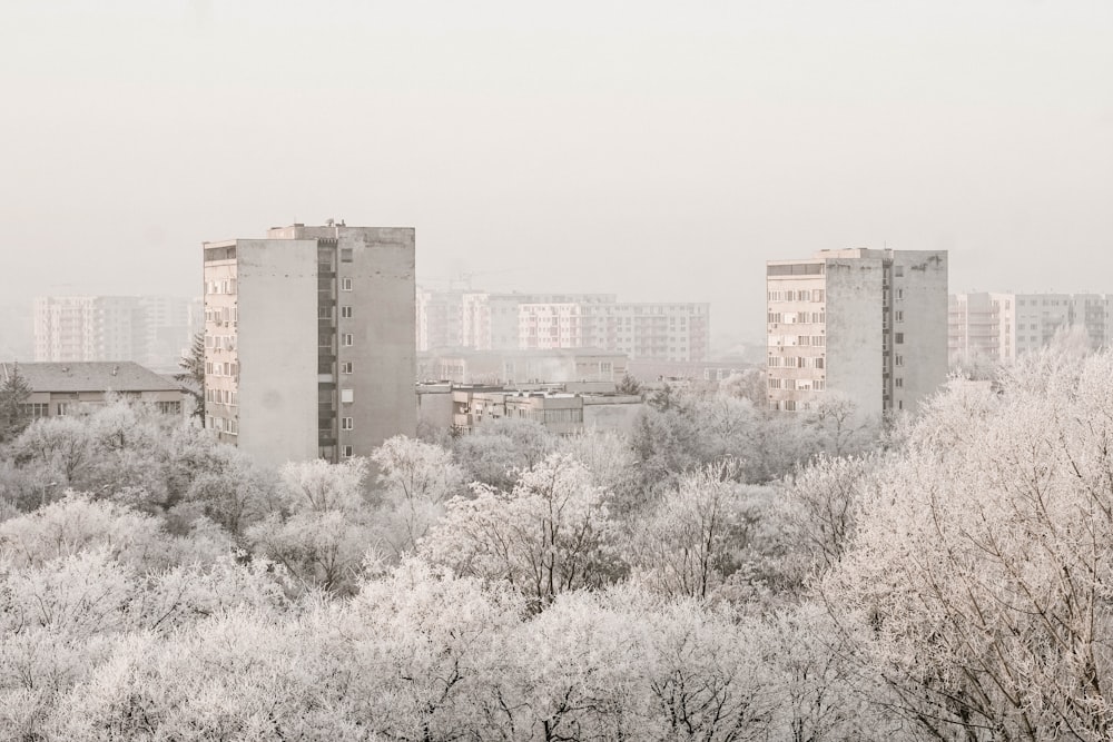 white trees near brown concrete building during daytime