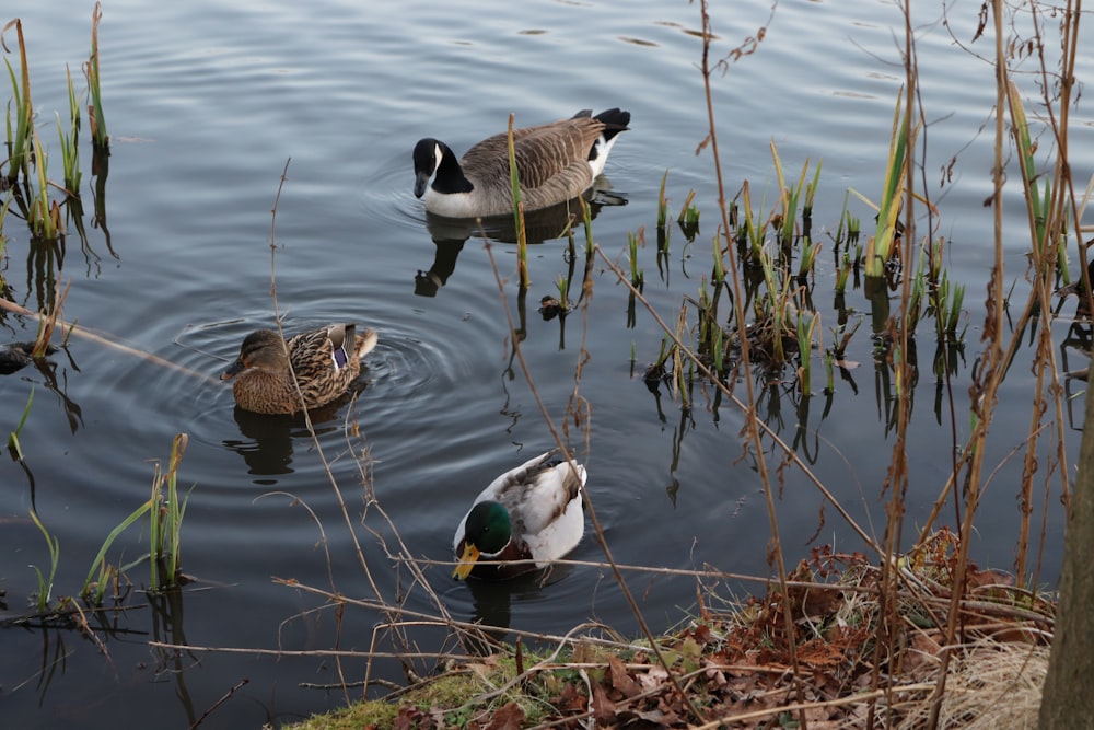 two black and white duck on water