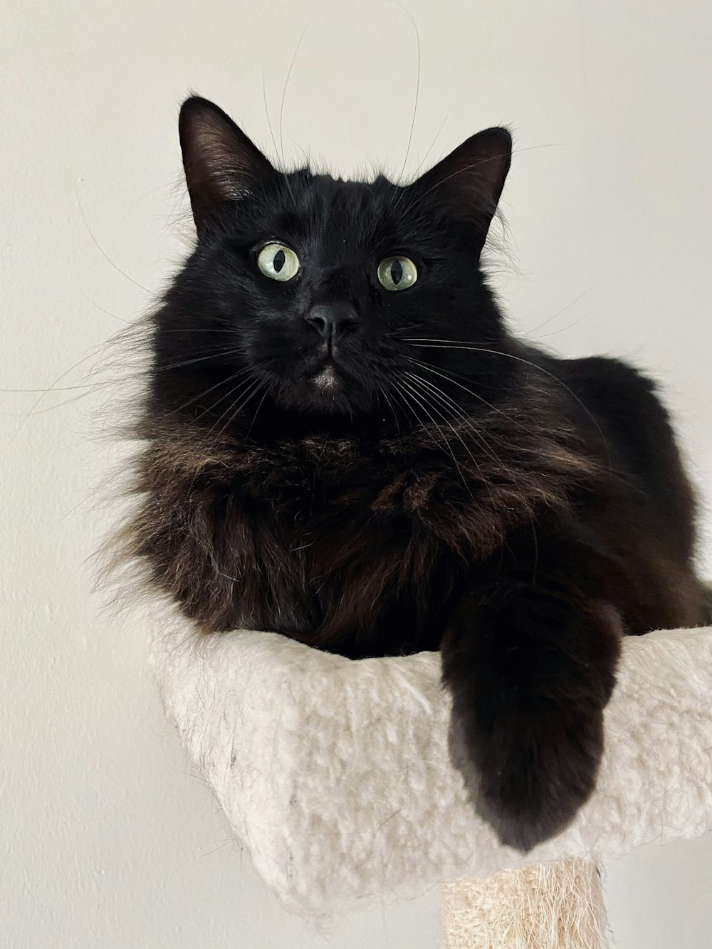 black cat on white textile