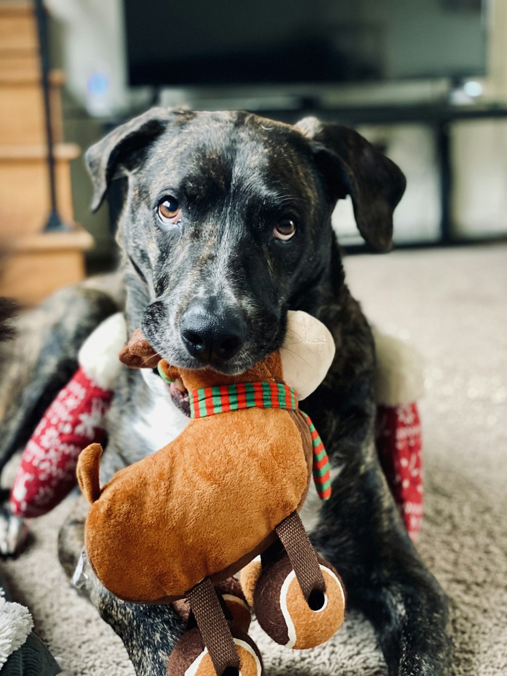 black and white short coated dog with brown dog plush toy