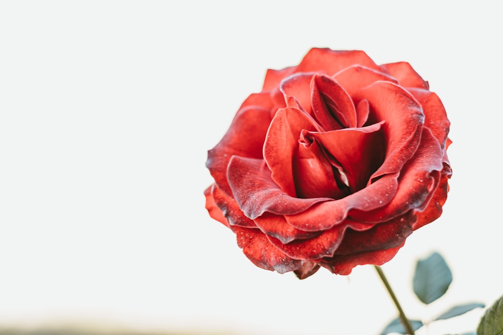 red rose in close up photography