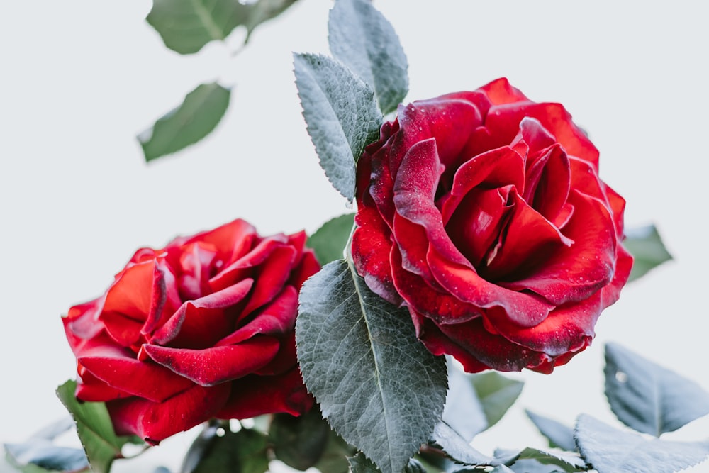 red rose in close up photography