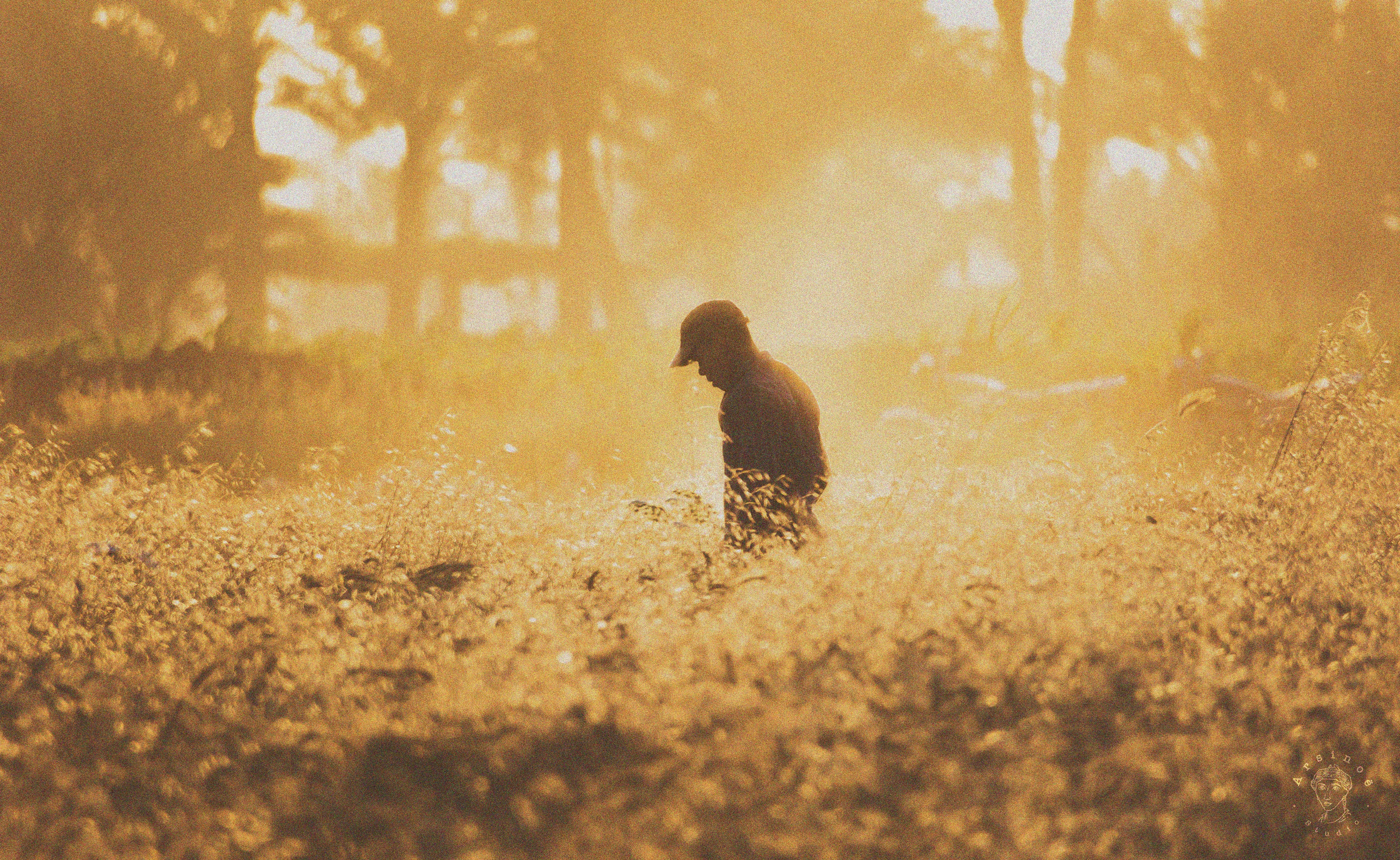 brown bird on brown grass during daytime
