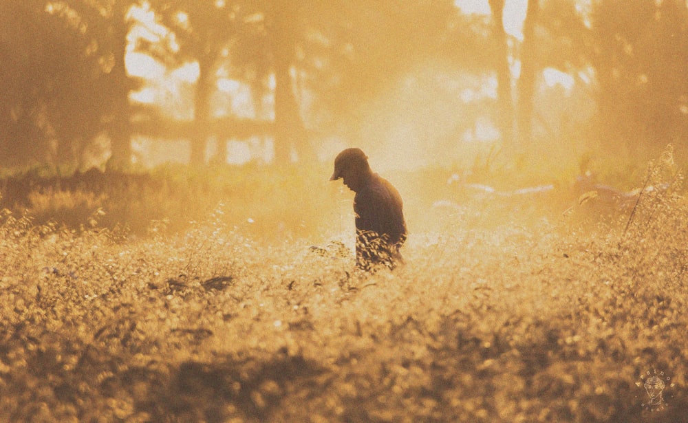 brown bird on brown grass during daytime