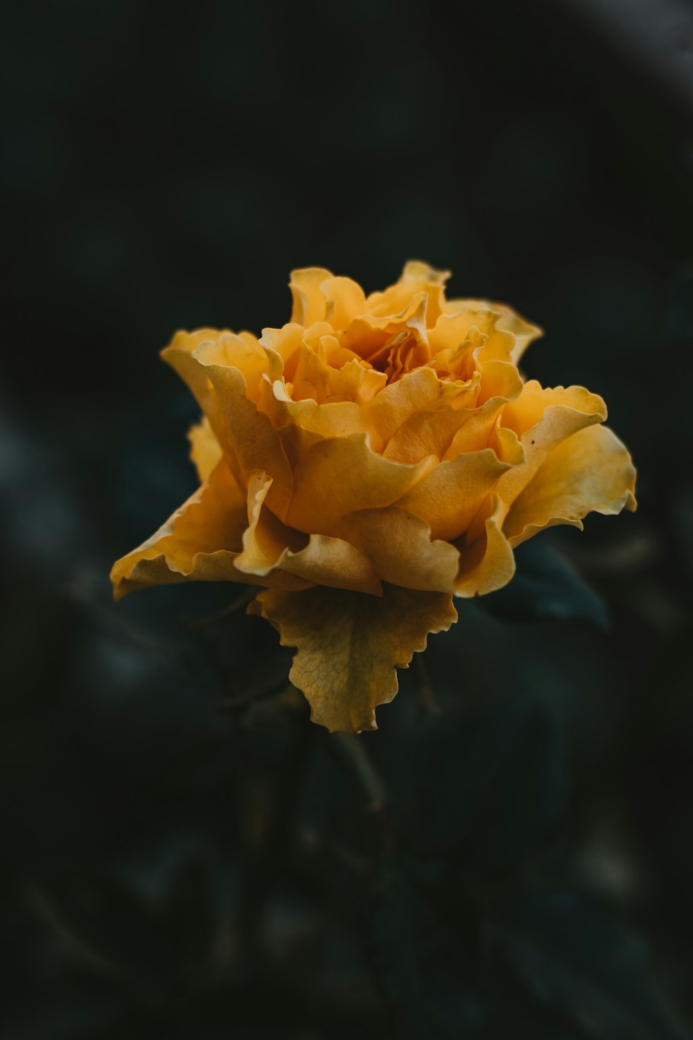 yellow flower in tilt shift lens