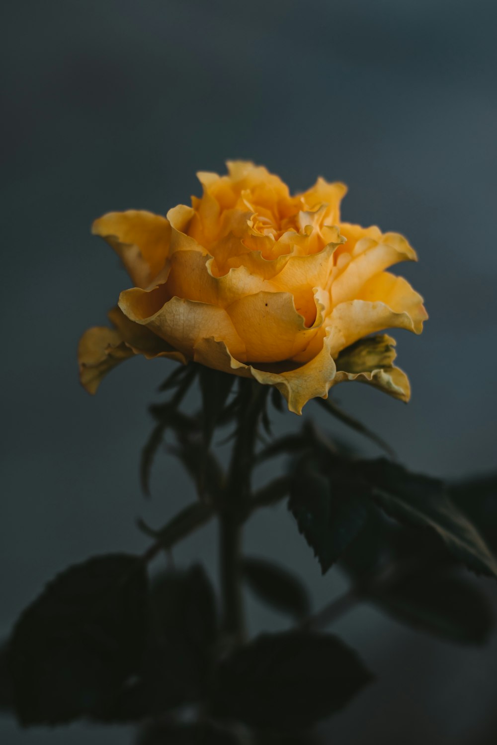 yellow flower in tilt shift lens