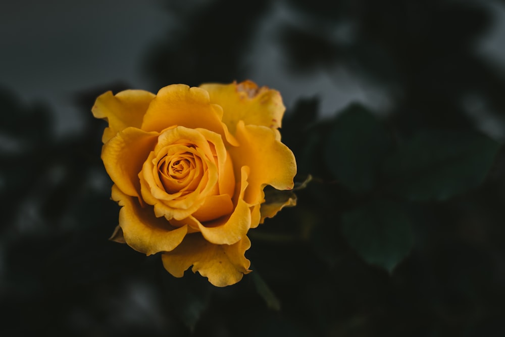 咲く黄色のバラのクローズアップ写真