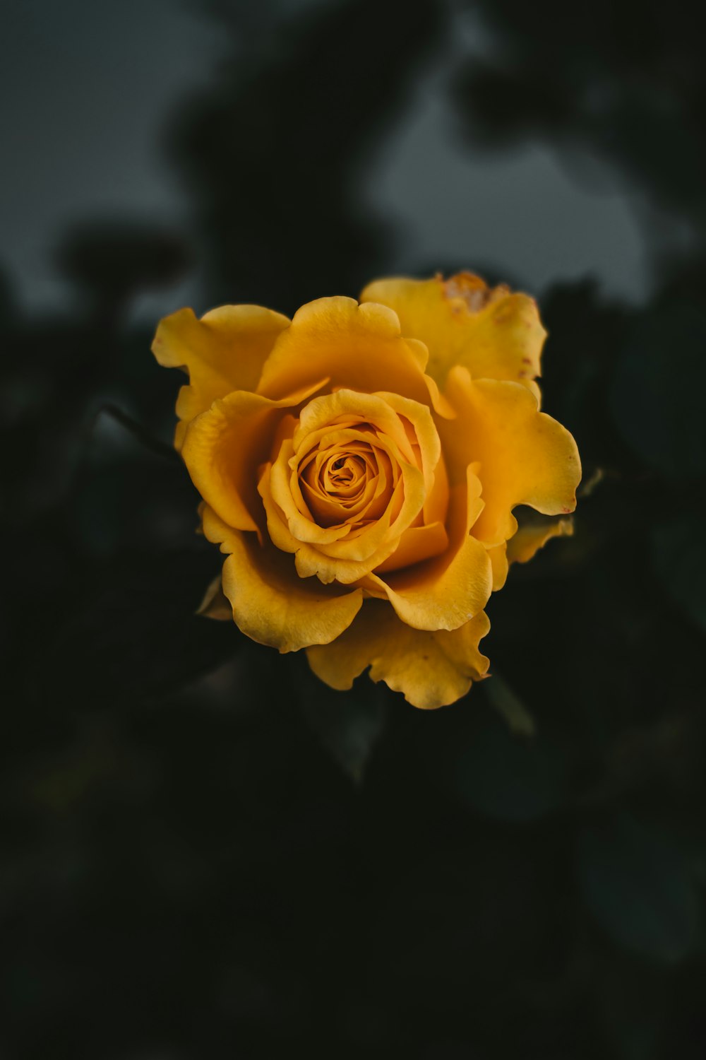 yellow rose in bloom close up photo