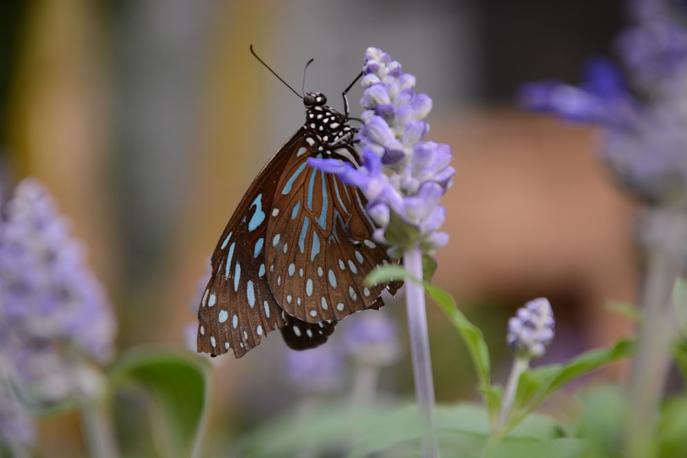 brown and black butterfly on purple flower