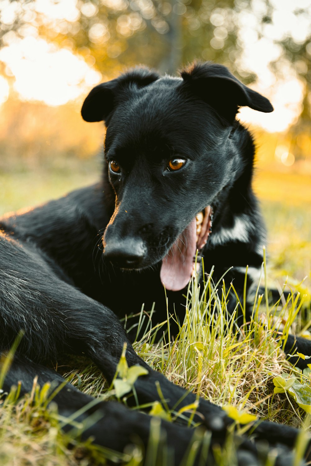 black short coat medium dog on green grass during daytime