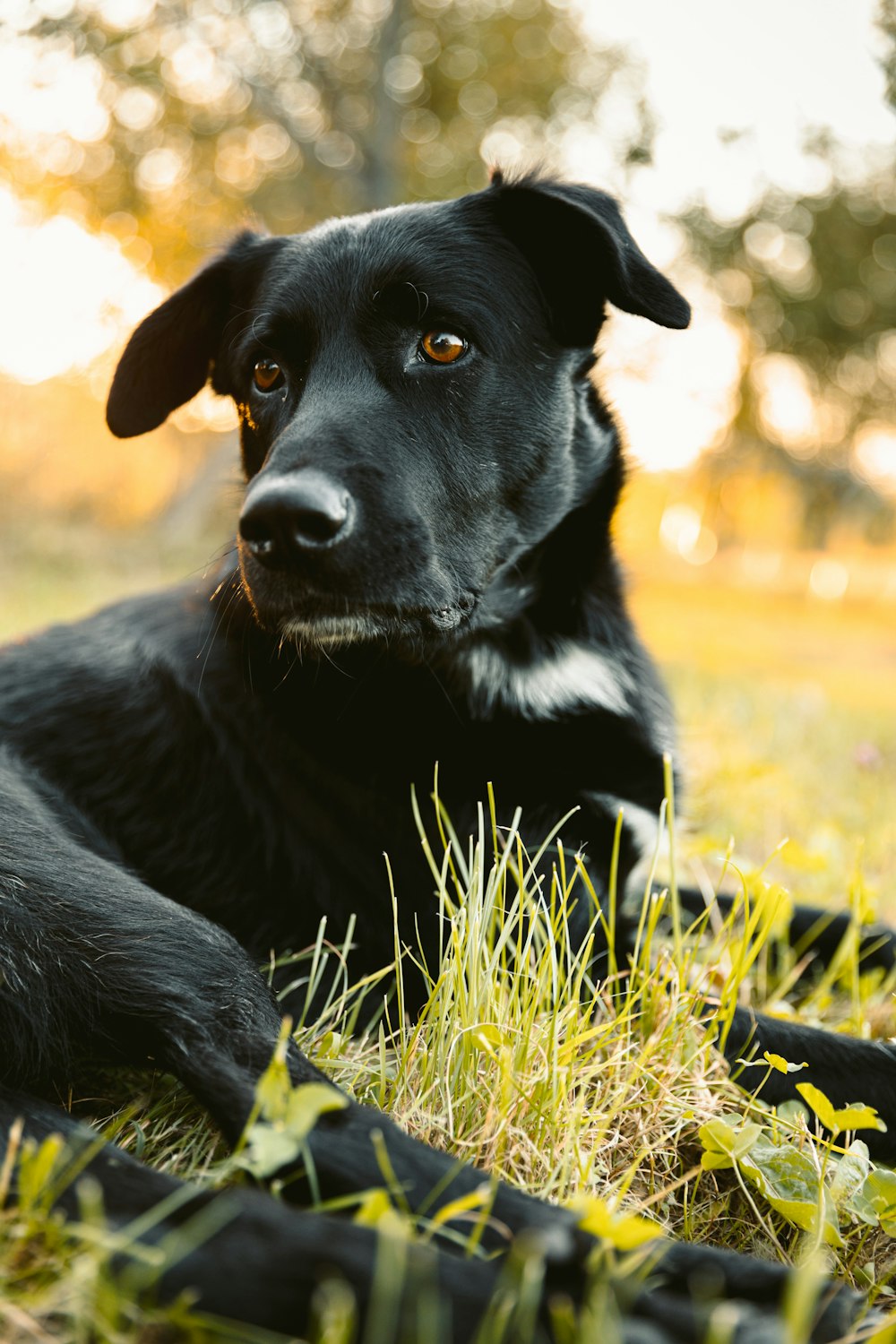 昼間、緑の芝生の上に横たわる黒と白のショートコートの中型犬
